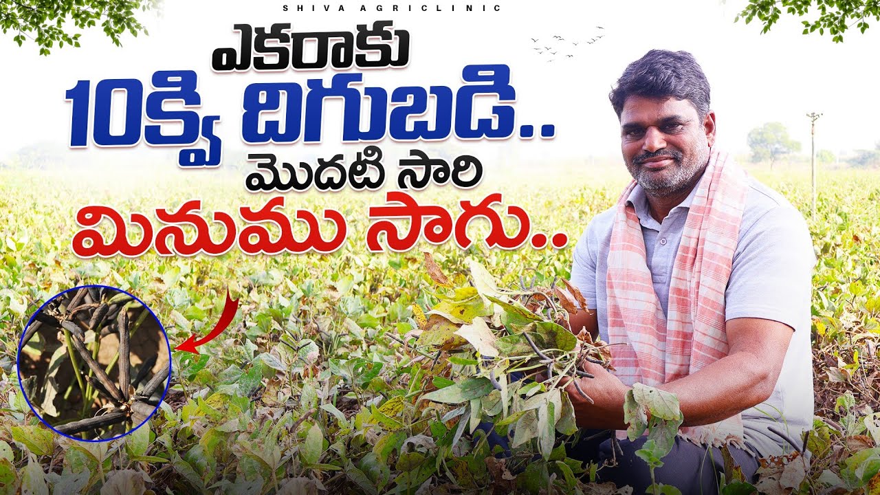 Black Gram Cultivation | మినుముల సాగు ఎకరాకు 10క్వి పంట | Shiva Agri Clinic