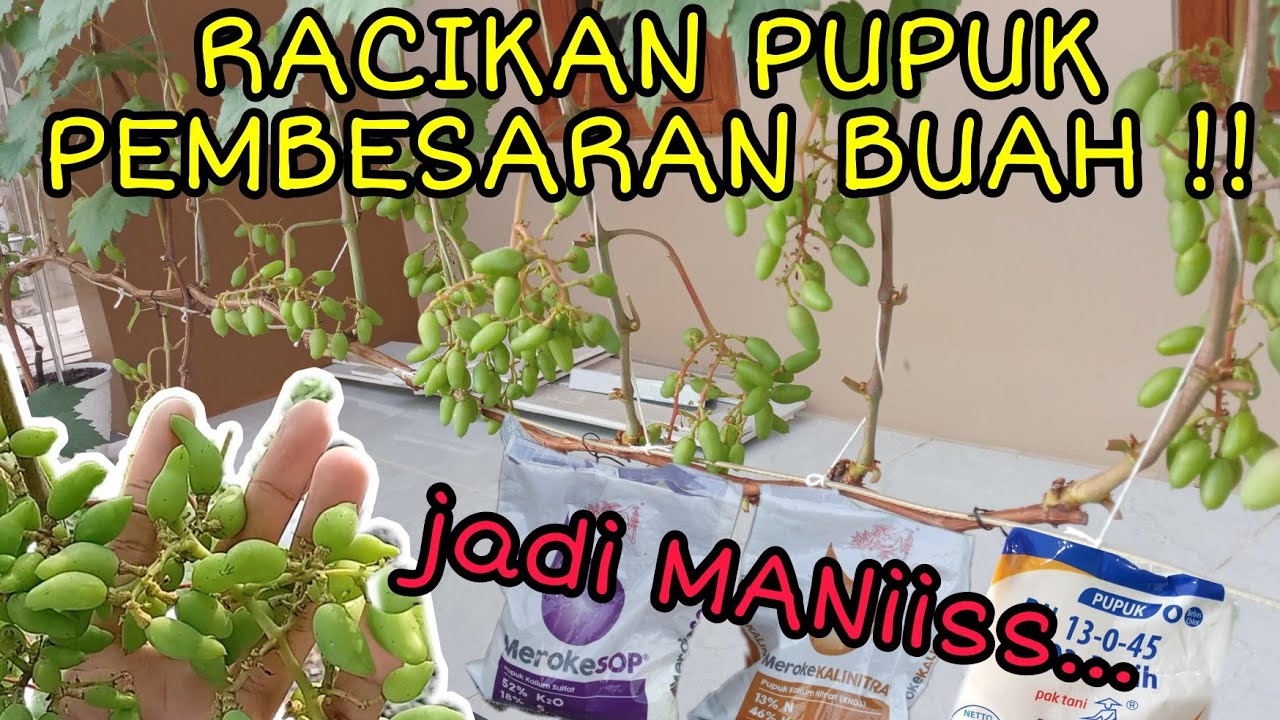 Apa Pupuk pemBESAR & peMANIS Buah Anggur ?