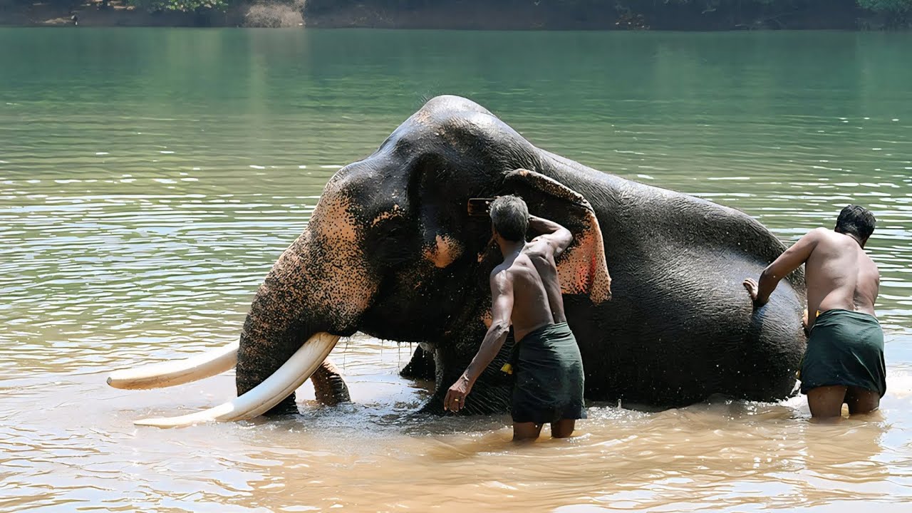 A day with the gentle giants at Kottur Elephant Rehabilitation Centre 🐘💚#dailyvlog #kottur 