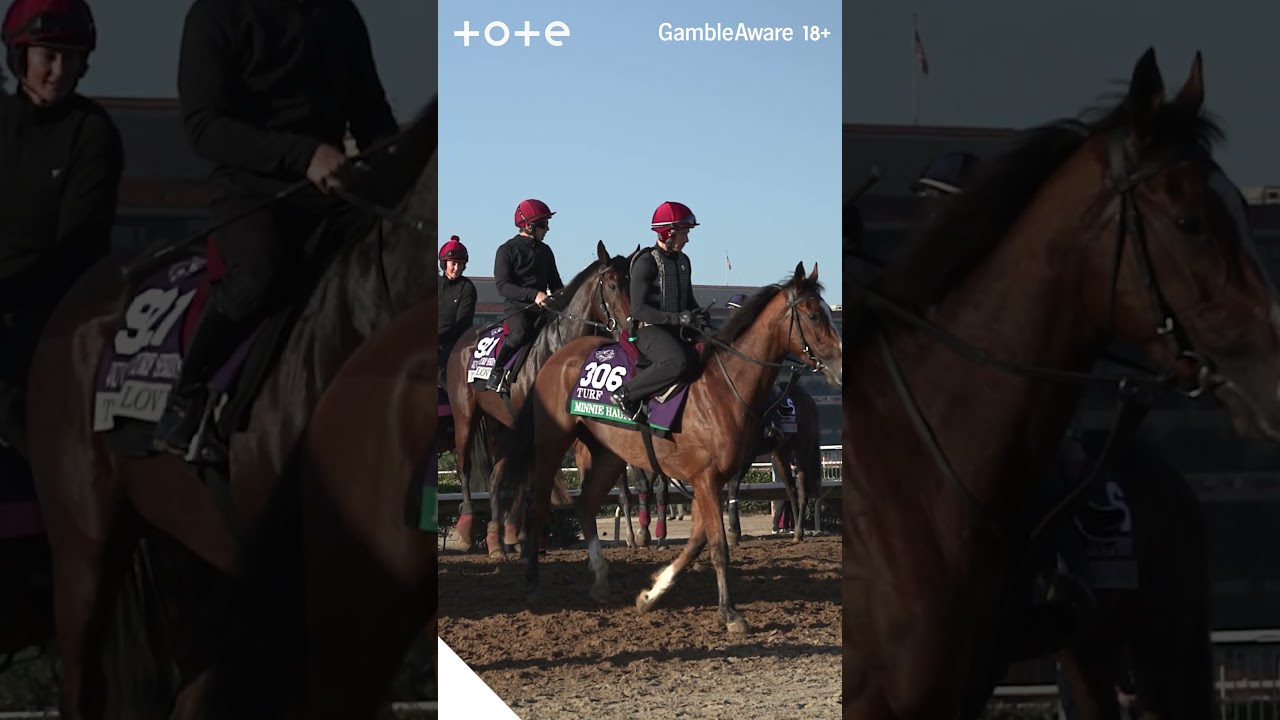 REBEL'S ROMANCE or MINNIE HAWK | 2025 Breeders' Cup Turf preview with Andrew Brown
