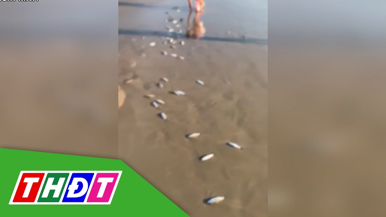 Hàng ngàn con cá bất ngờ dạt vào bờ biển Khánh Hòa | THDT