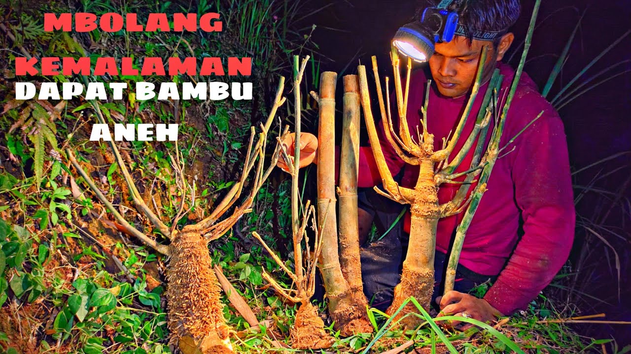 BAMBU UNIK TERPENDAM JUNDER SB KURUNG, PAK TEK DAPAT JALU SULUR TERBESAR YG SANGAT LANGKA