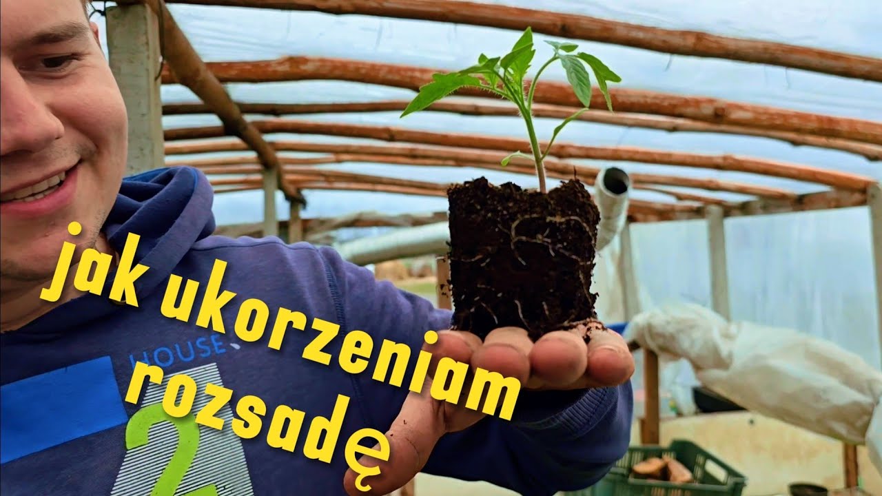 Jak ukorzenić rozsadę pomidora? M&oacute;j sprawdzony spos&oacute;b! 🍅