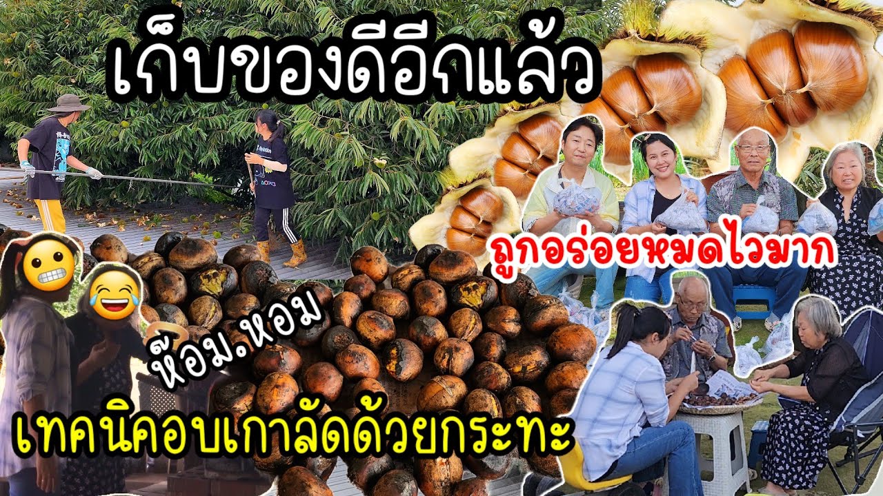 EP.806 เก็บเกาลัดไปขายในราคาถูก และบอกเทคนิคการอบเกาลัดด้วยกระทะใบเดียว