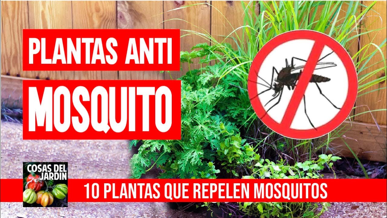 ADIOS A LOS MOSQUITOS -10 MEJORES PLANTAS REPELENTES