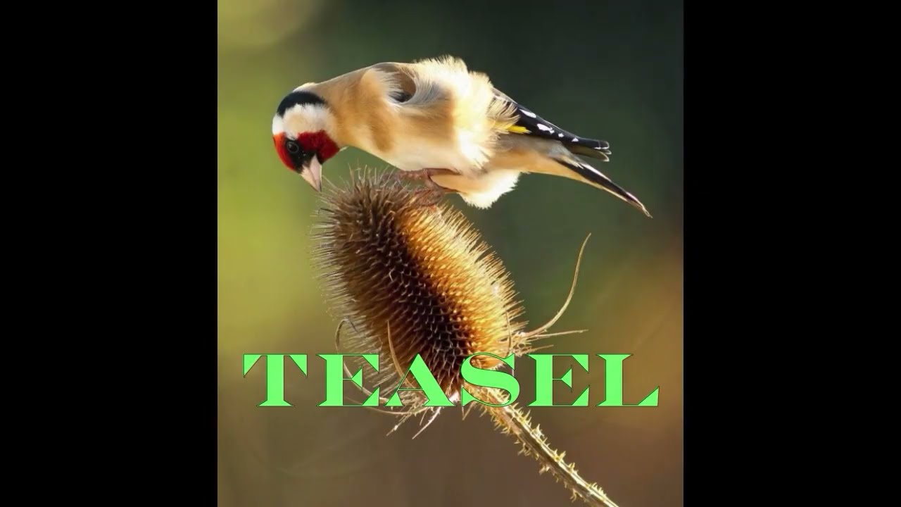Amazing flowers  Teasel plant profile.  medicinal wild plants