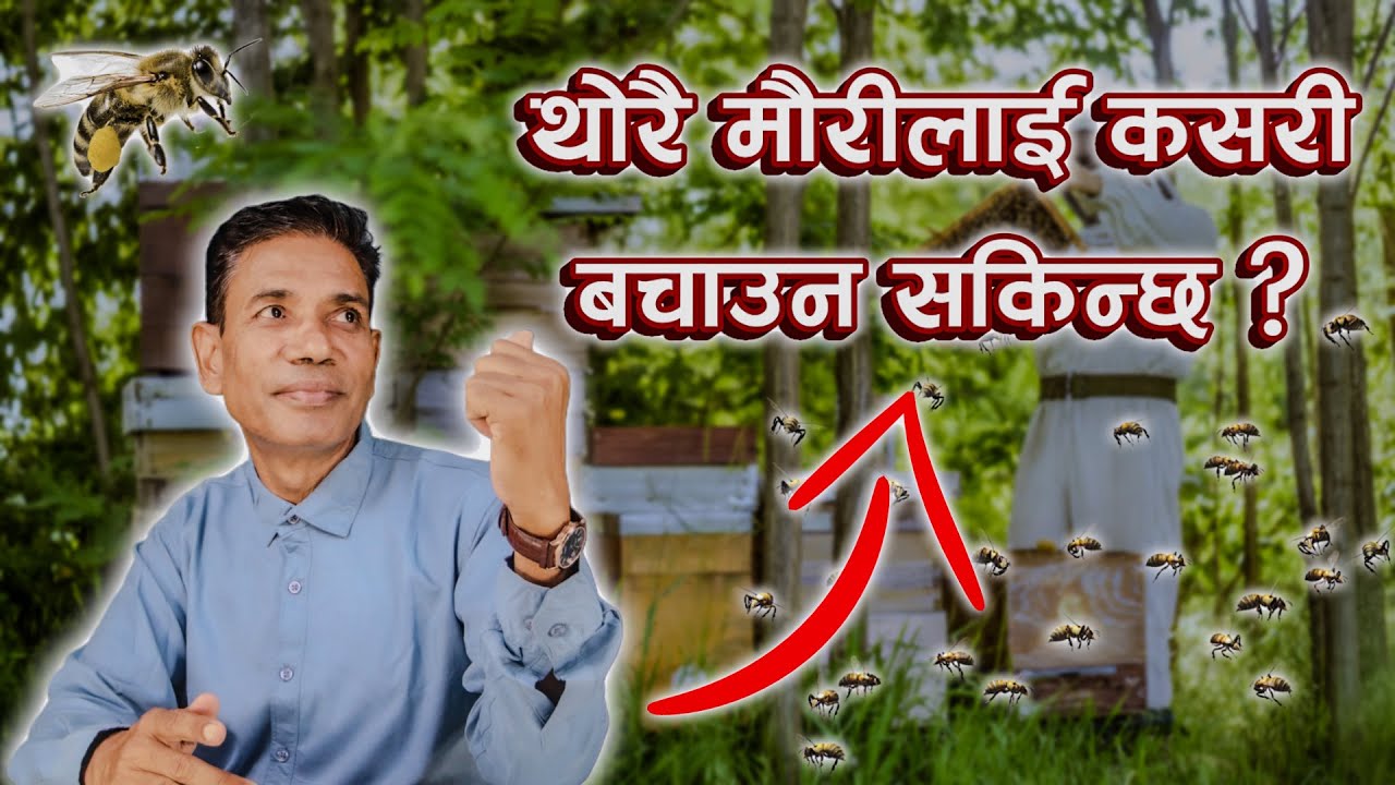 थोरै मौरीलाई कसरी बचाउन सकिन्छ ? || How To Save A Few Bees