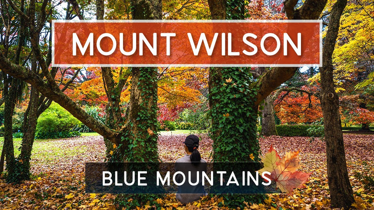 BEST Gardens in Mount Wilson for Autumn Leaves | Blue Mountains