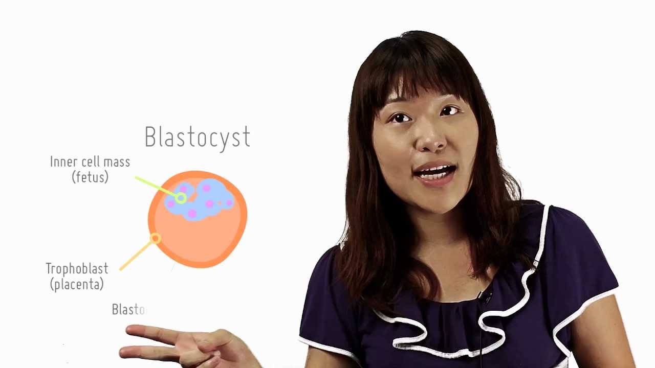 Эмбриональные стволовые клетки