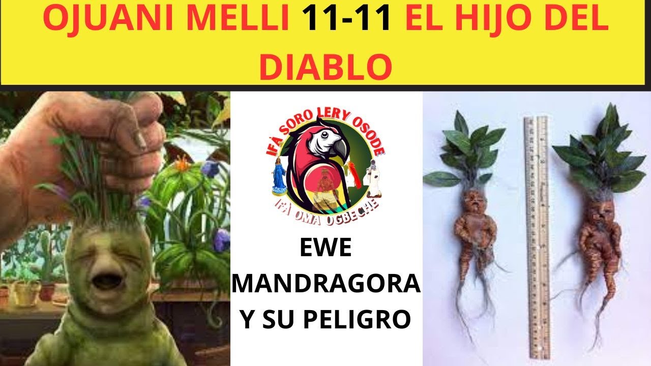 OJUANI MELLI, EL HIJO DEL DIABLO 11-11