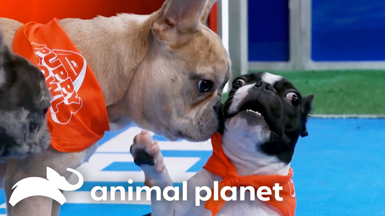 Best Puppy TOUCHDOWNS of All Time! 🏈 Puppy Bowl | Animal Planet