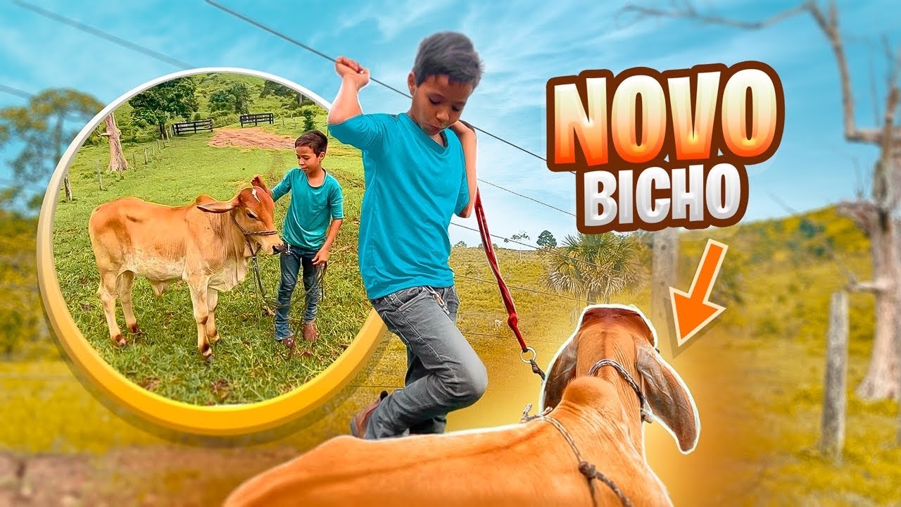 CHEGOU BOI NOVO|COMO ENSINAR DEITAR