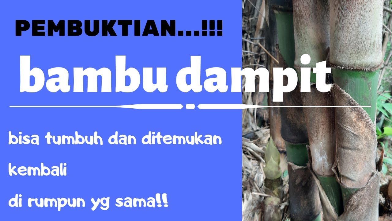 Bambu dampit aneh dan langka,pencarian dan pembuktian bambu unik dampit