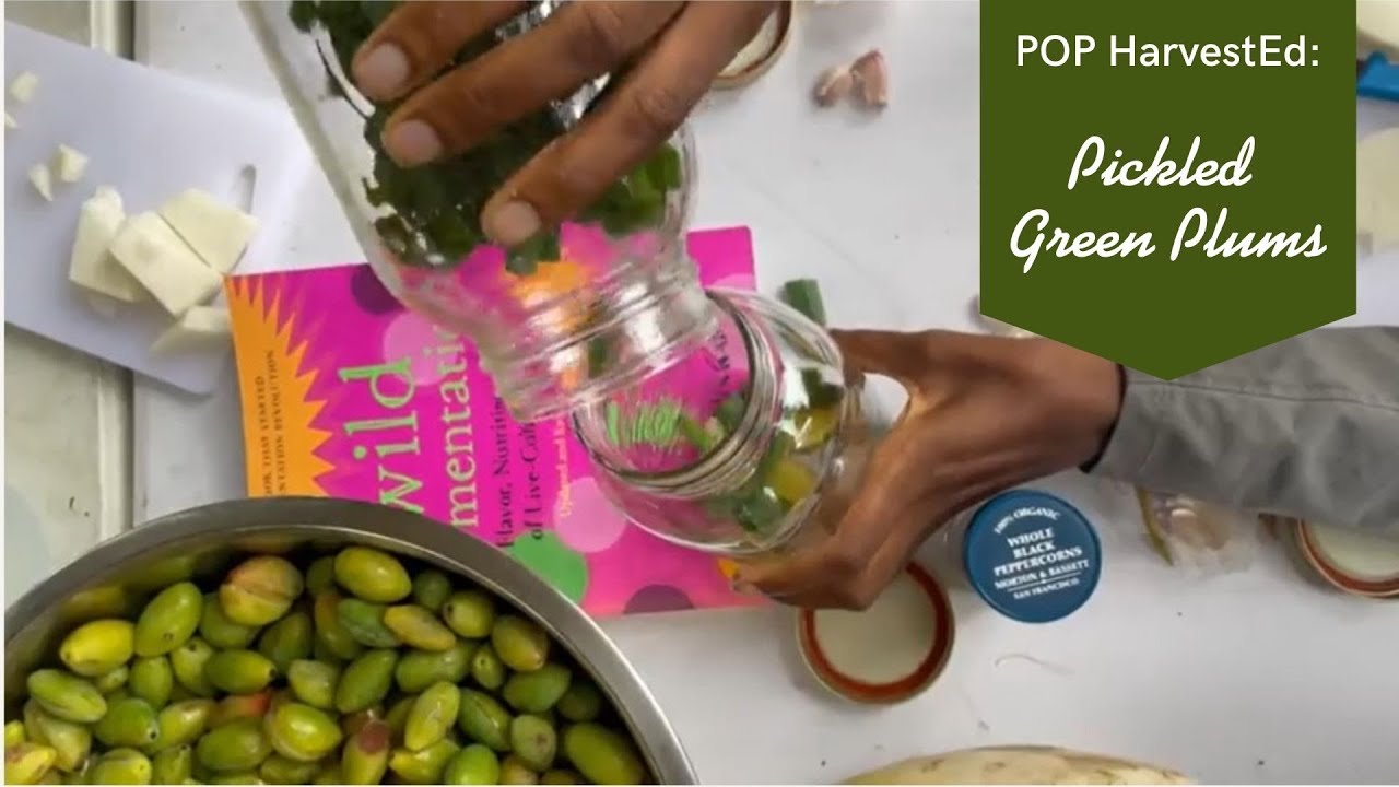 Pickled Green Plums