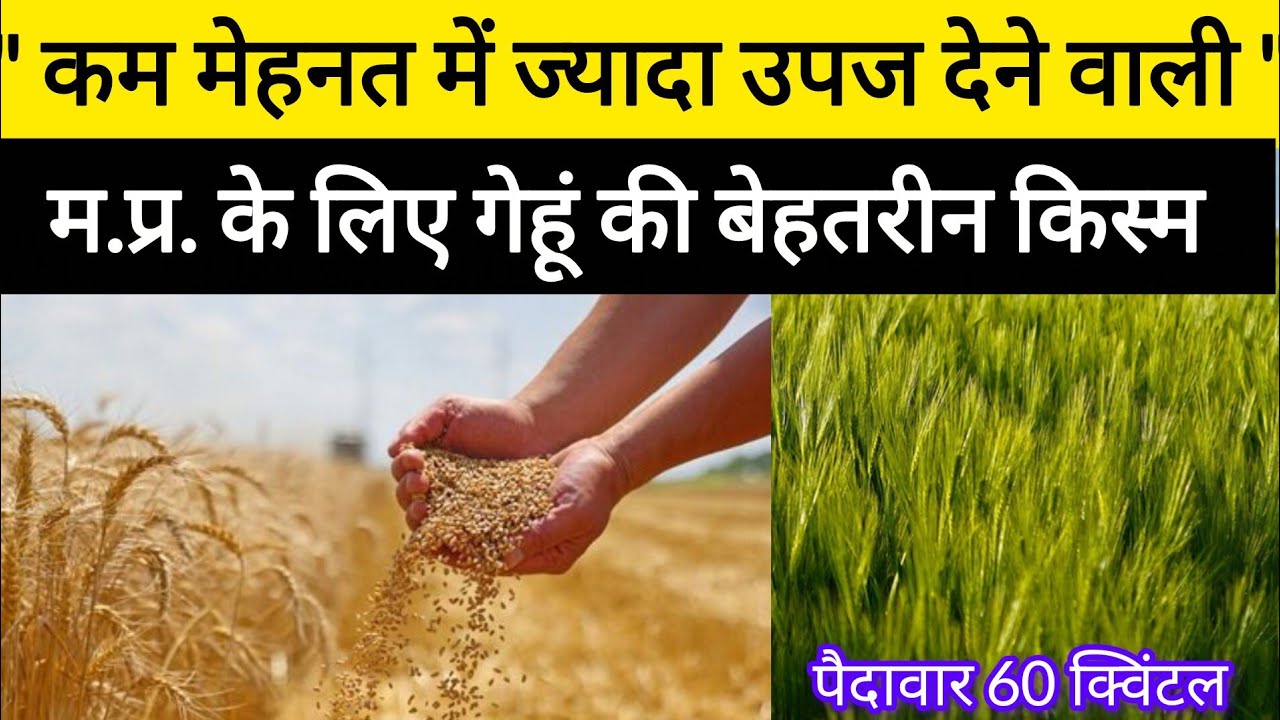 मध्यप्रदेश के लिए गेहूं की बेहतरीन किस्म | JW 3465 Wheat Variety | 