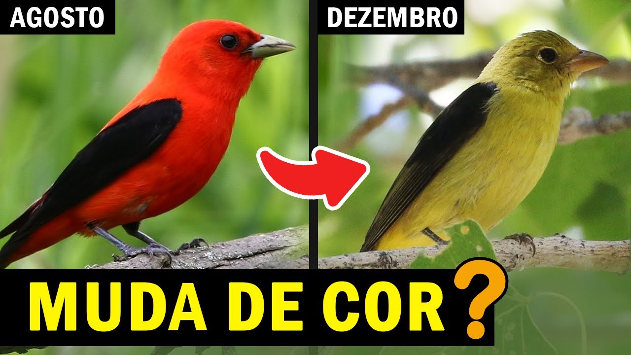 AVES QUE MUDAM DE COR? ORNITÓLOGO RESPONDE #10