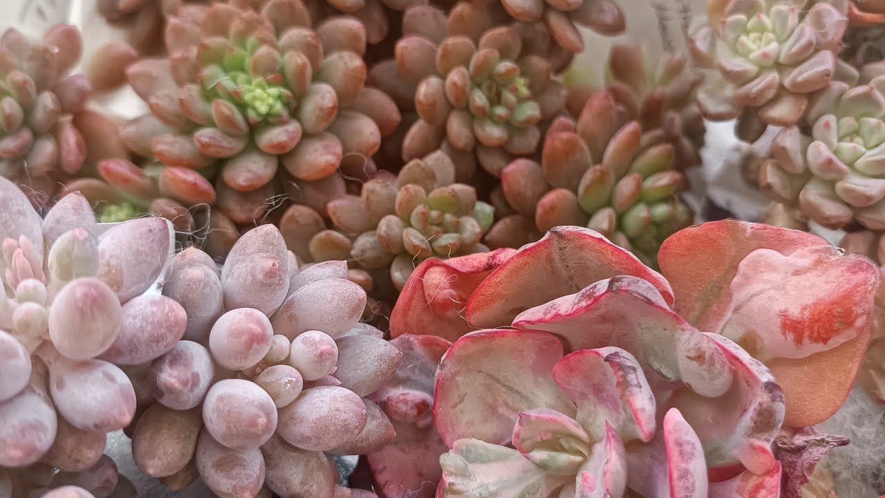 Harika türlerle dolu kargo açılımı😍😍 #sukulentsatışı #succulent #sukulent #sukulentbakımı #çiçek 