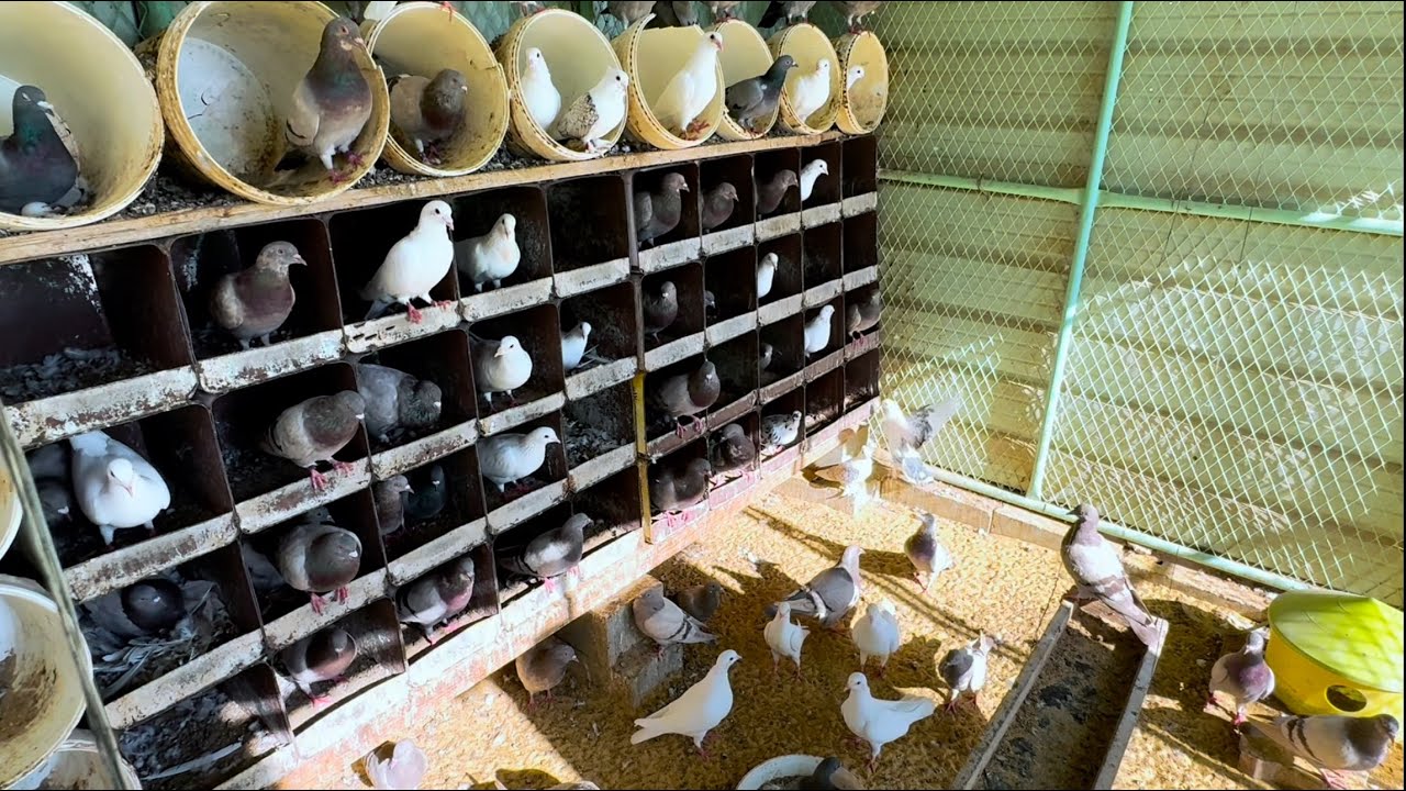 تم تحصين الحمام عن الامراض . قبل دخول الشتاء 🌧️🕊️🕊️🕊️