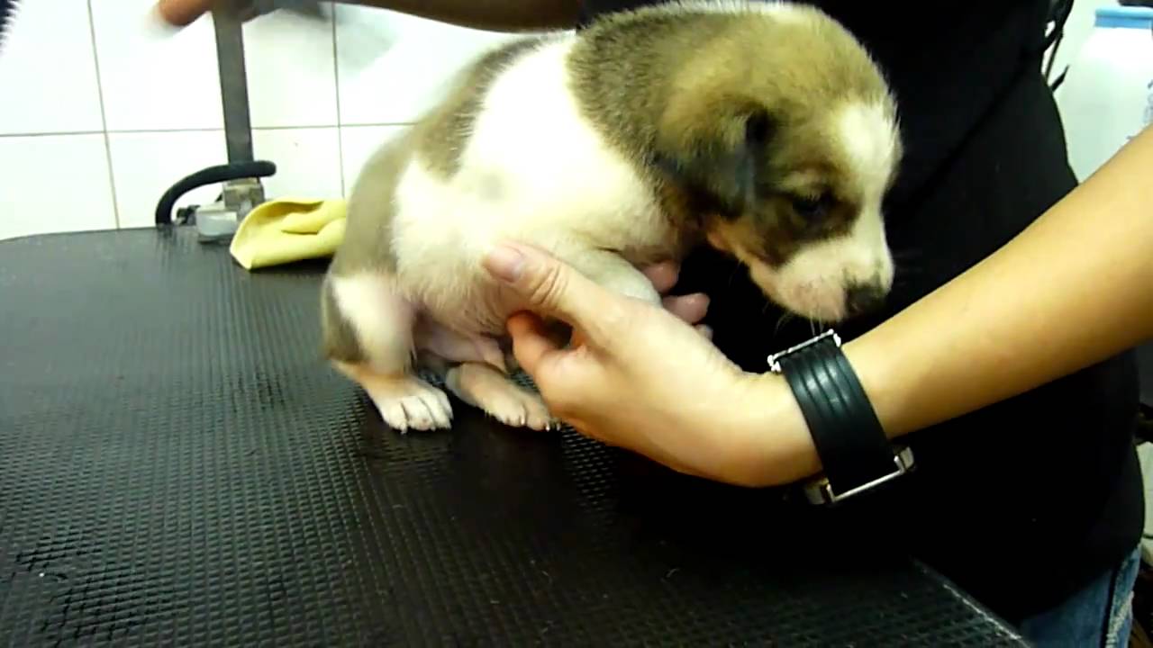 Rusty first grooming session