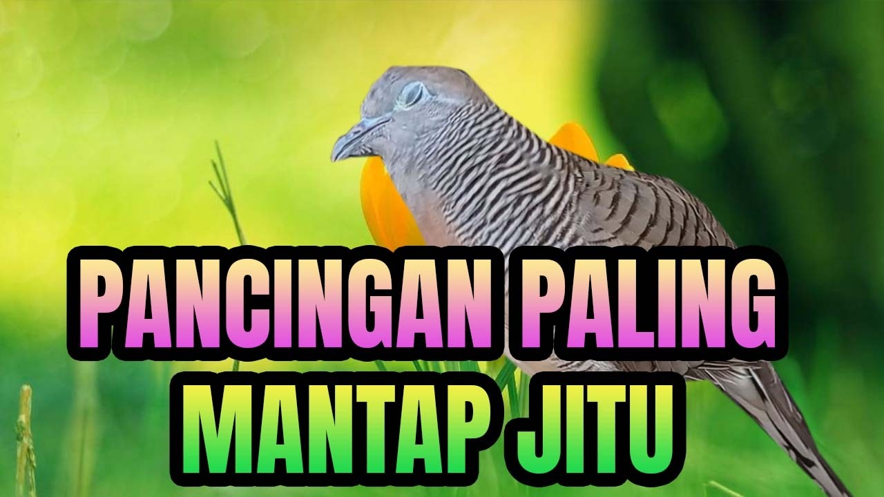 Pancingan Perkutut lokal gacor