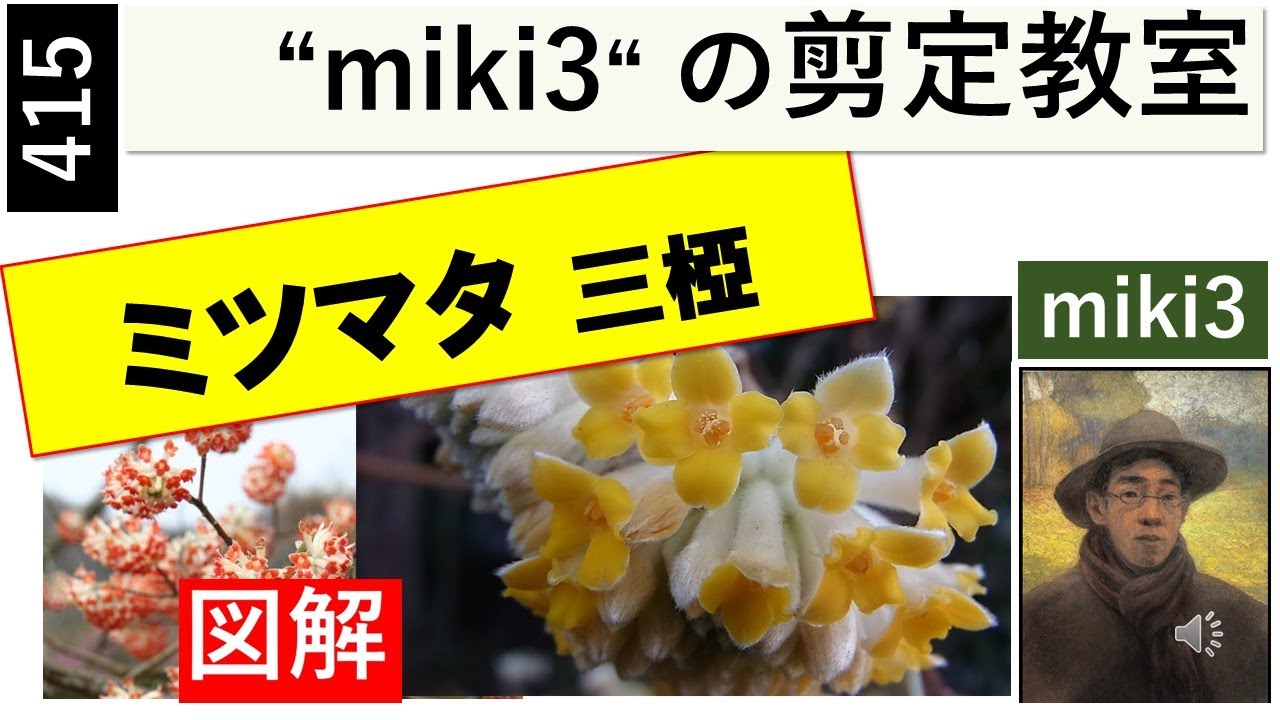 415 ミツマタの剪定 miki3