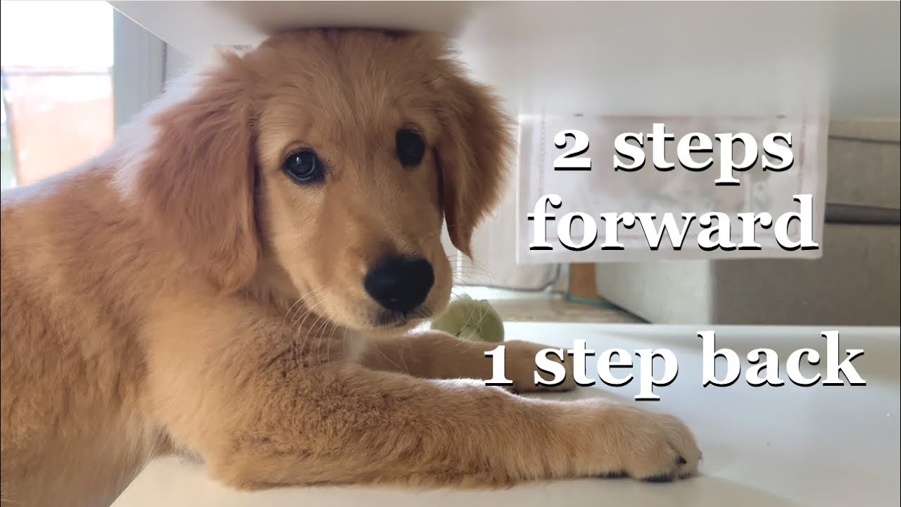 Life One Month After Getting a Puppy