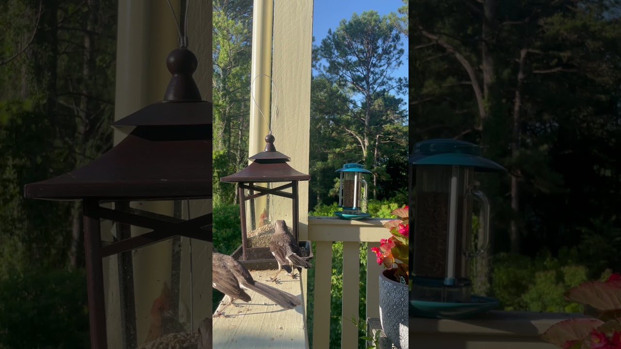 Local Mockingbirds and Cardinals #mockingbird #cardinal