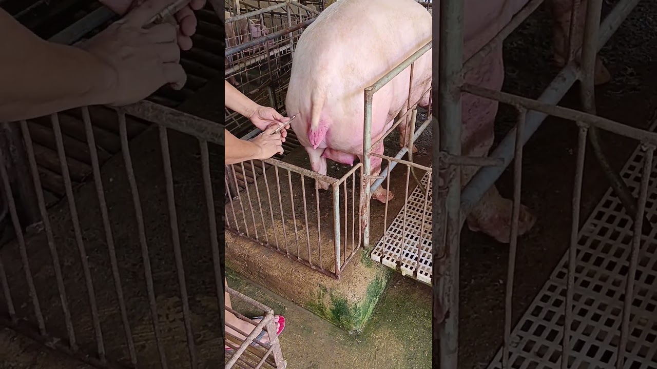 Injection sa Baboy | Liloan 2023