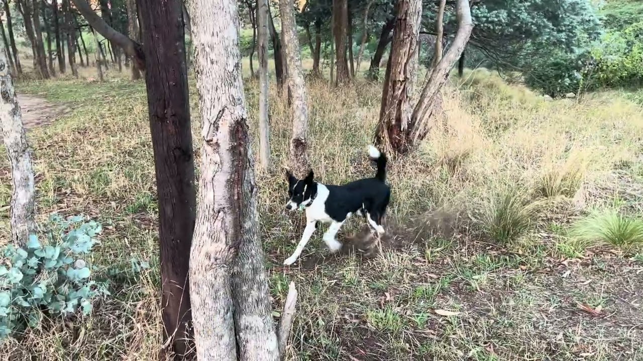 Grabben Gullen Creek Reserve