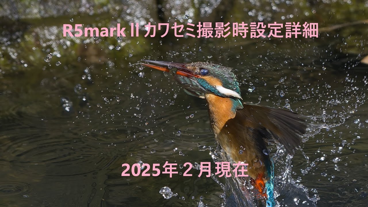 R5markⅡでカワセミ撮影　設定覚書　2025年2月現在 #kingfisher #wildbirds #birds