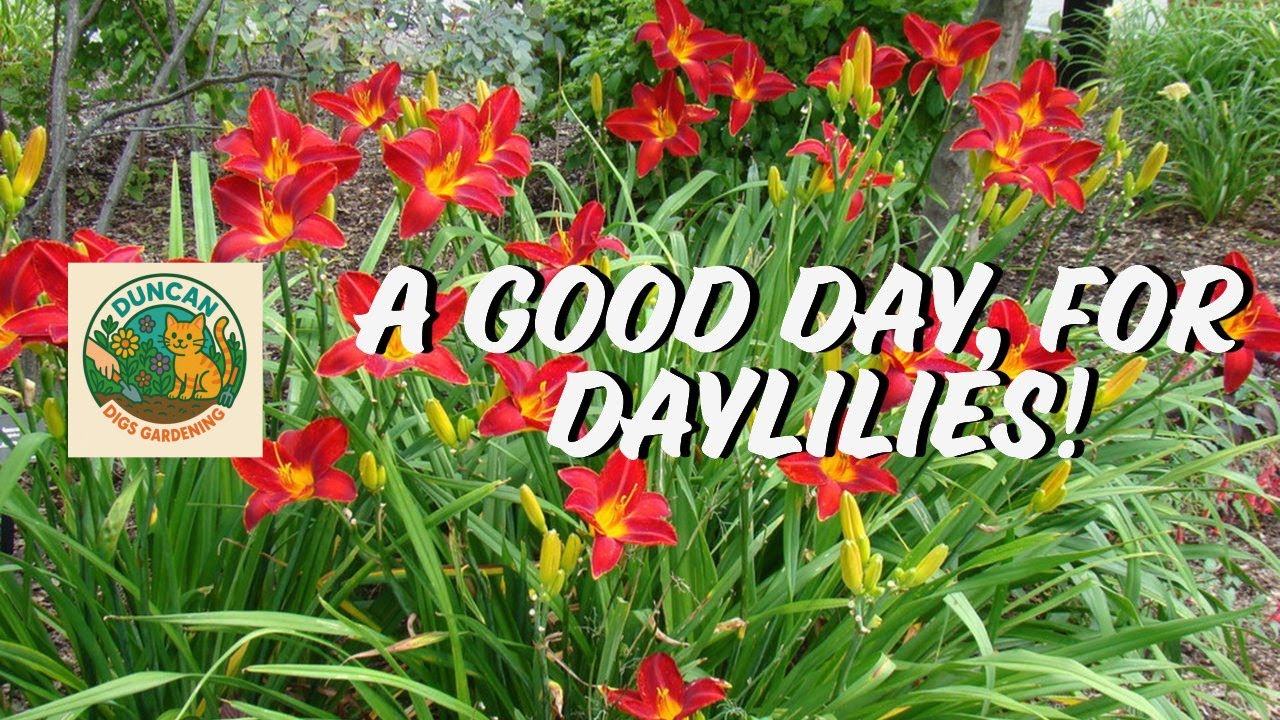 Episode 1 - A Good Day for Daylilies!