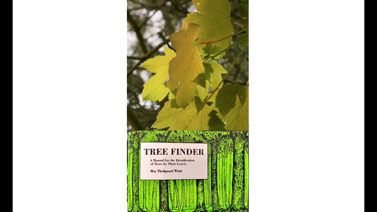 Basics of Tree Identification