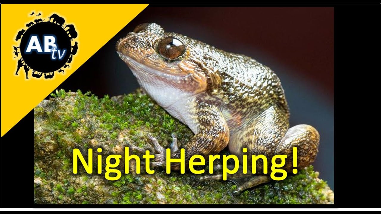 Night Herping! : The Python Hunter : AnimalBytesTV