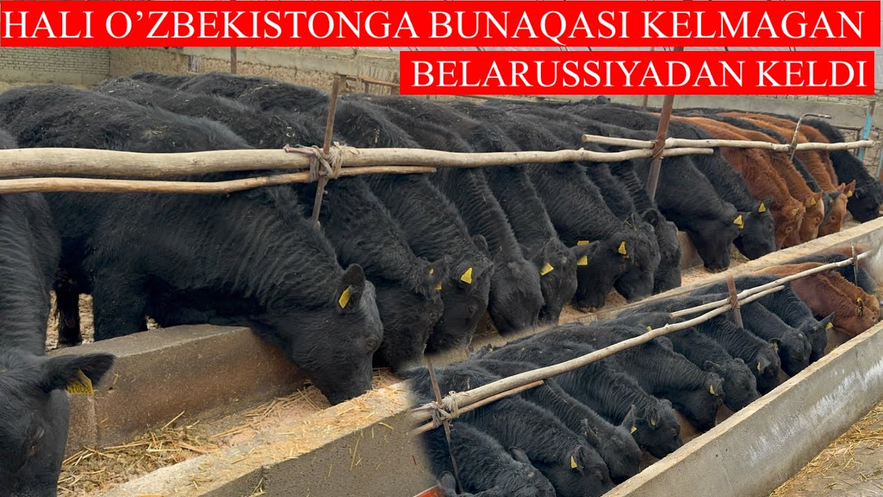 HALI BUNAQASI KELMAGAN EVROPA BELARUSSIYADAN ABERDEEN ANGUS BUQALAR KELDI
