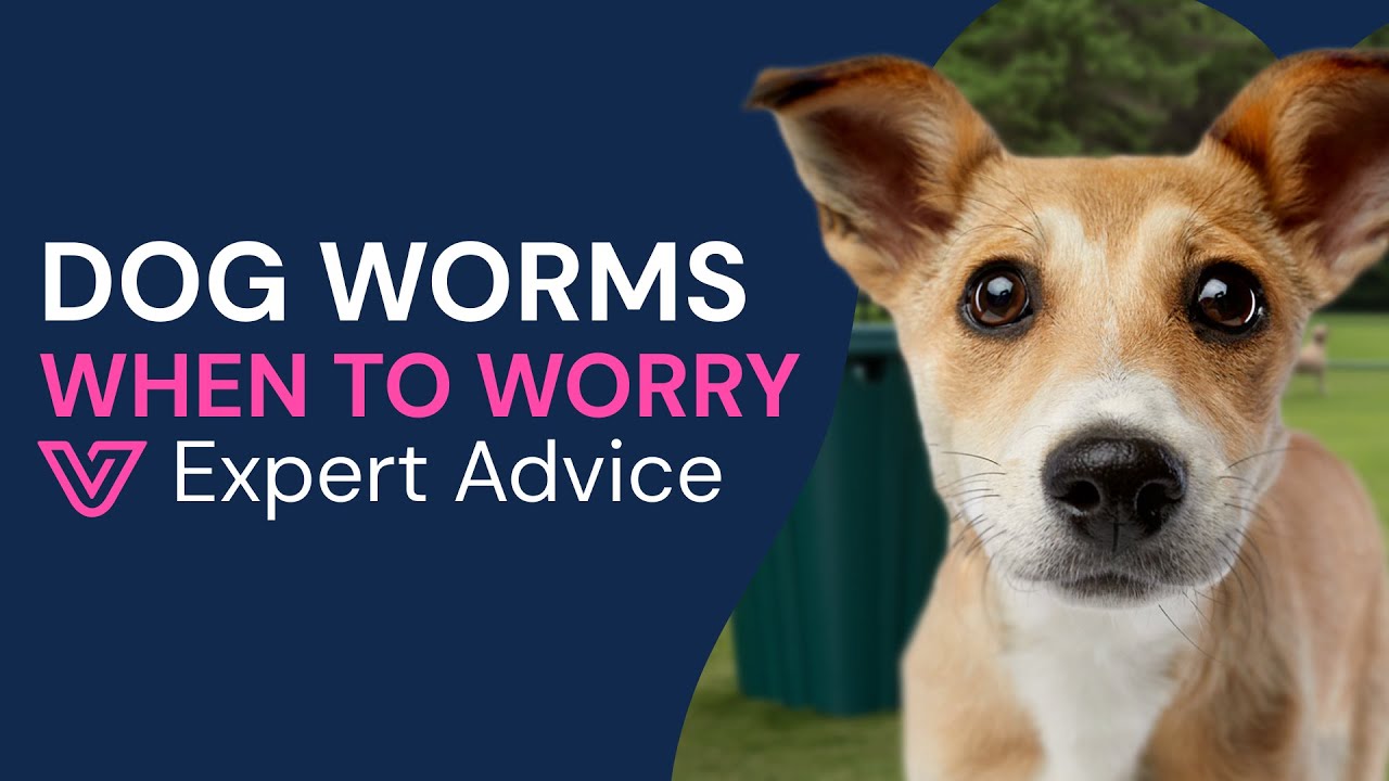 Seeing Worms in Your Dog&rsquo;s Poop? Signs, Symptoms and Treatment Explained