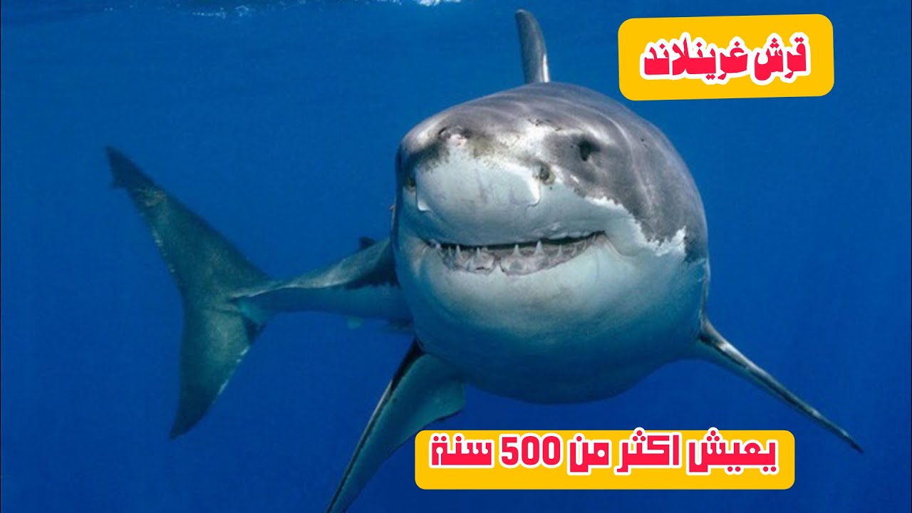 #قرش_غرينلاند#يعيش500 سنة تحت الجليد# أنثاه تحمل  18 سنة متتالية#🥺
