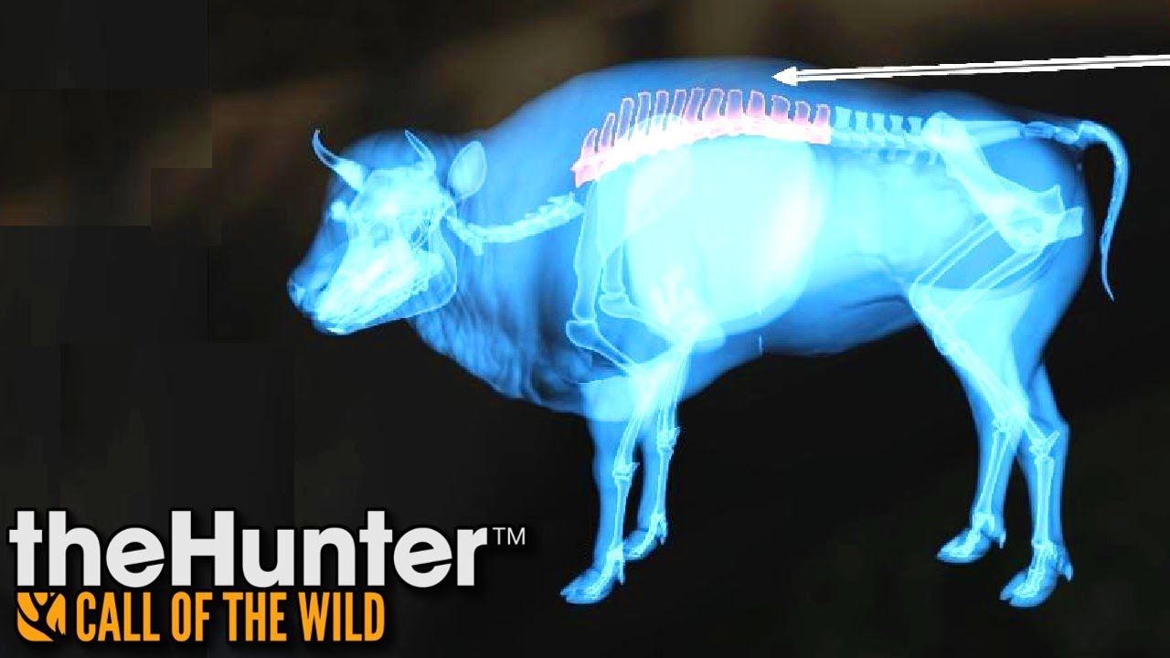 Powrót żubrów | theHunter: Call of the Wild (#22)