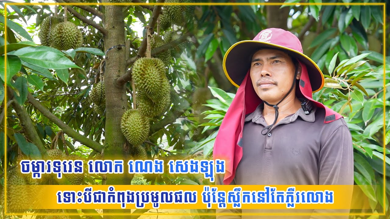 ចម្ការទុរេន លោក ណេង សេងឡុង ទោះបីជាកំពុងប្រមូលផល ប៉ុន្តែស្លឹកនៅតែភ្លឺរលោង