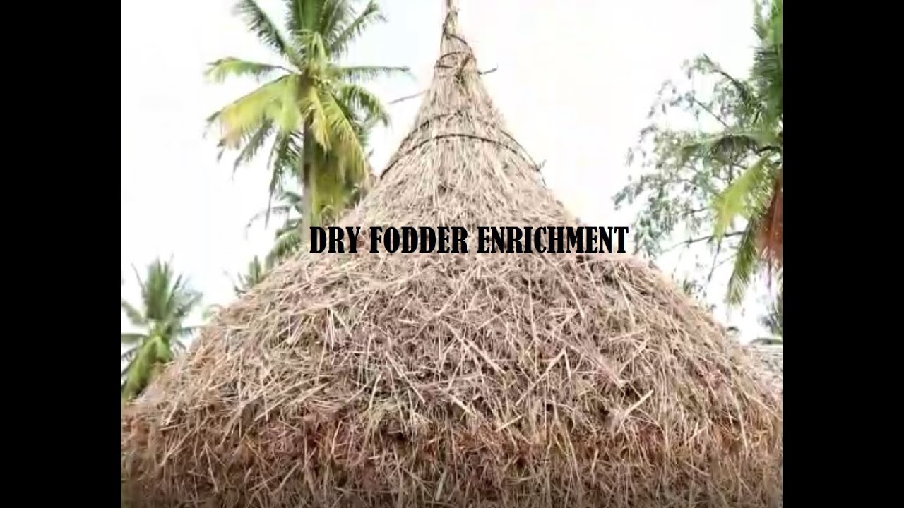 Dry Fodder enrichment#Ona mevu poushteekarana#kannada#vch#KVAFSU