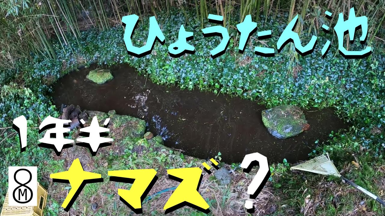 ナマズの稚魚を放して１年半、ひょうたん池の水を抜いてみると…？