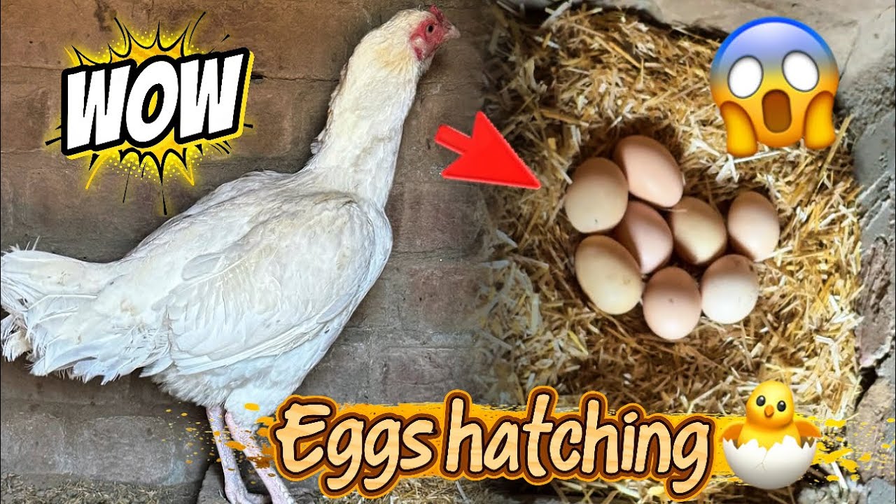 Once again Eggs 🥚 hatching 🐣 with another hen 😱 
