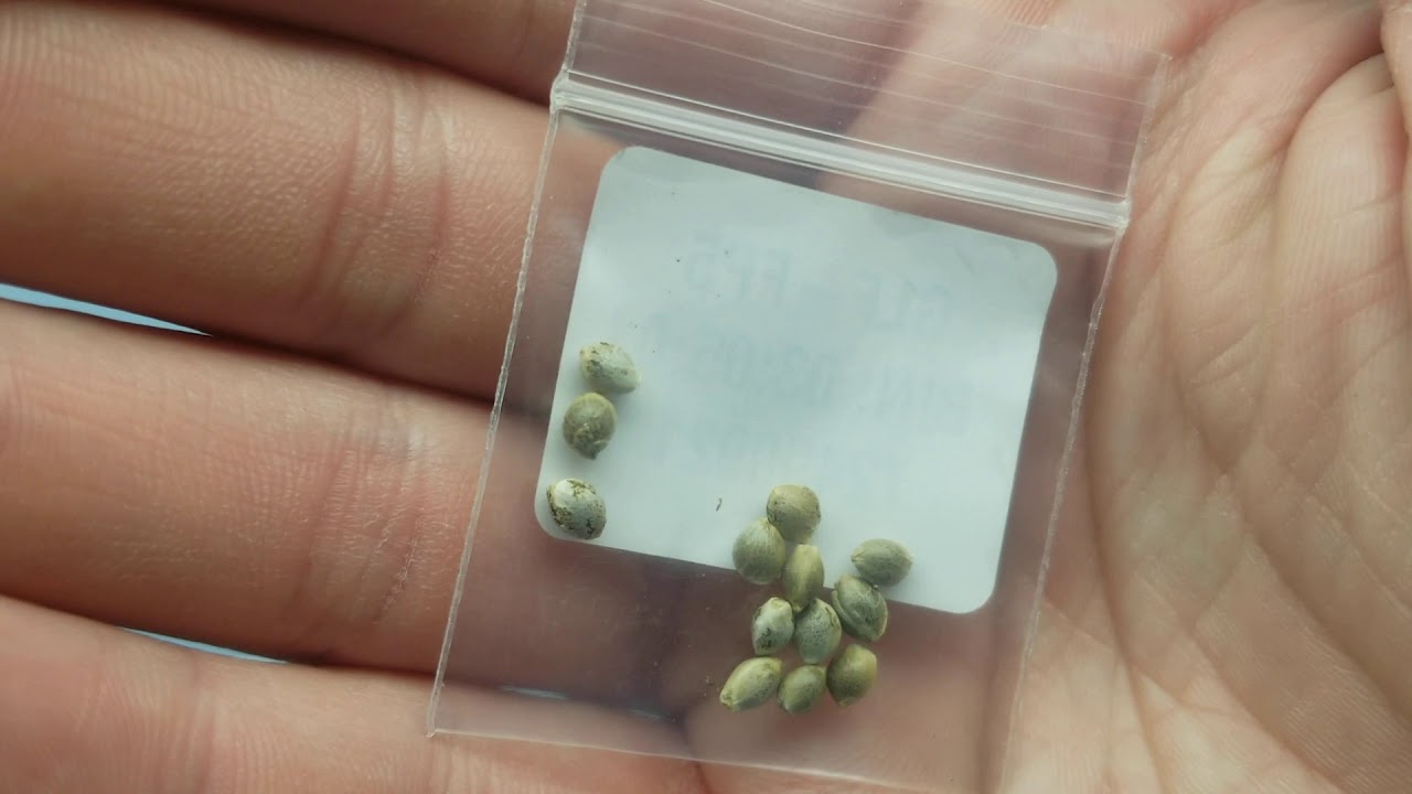 Super Silver Haze Cannabis grow Part 1 (Germination)