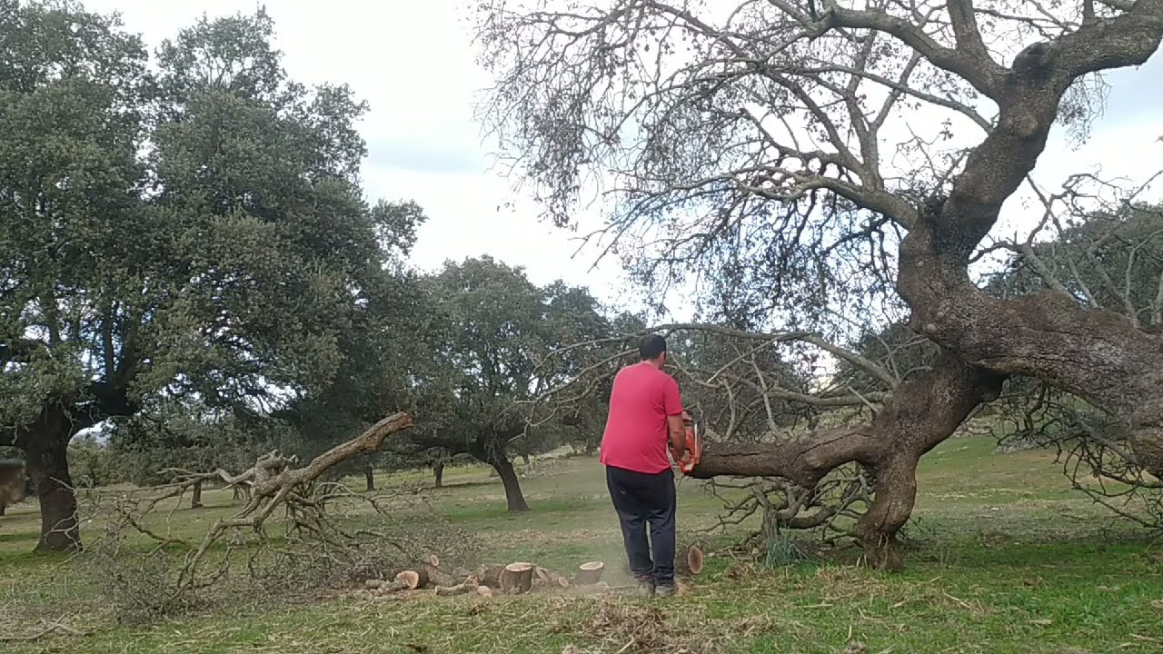 haciendo una encina que ha arrancado el aire,en el campo hay que aprovecharlo todo!!