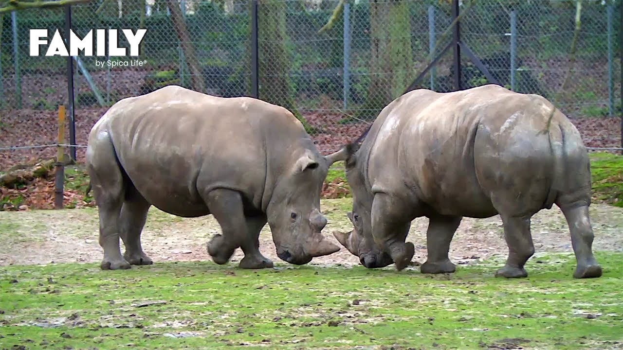 Dans les secrets du parc animalier du PAL !