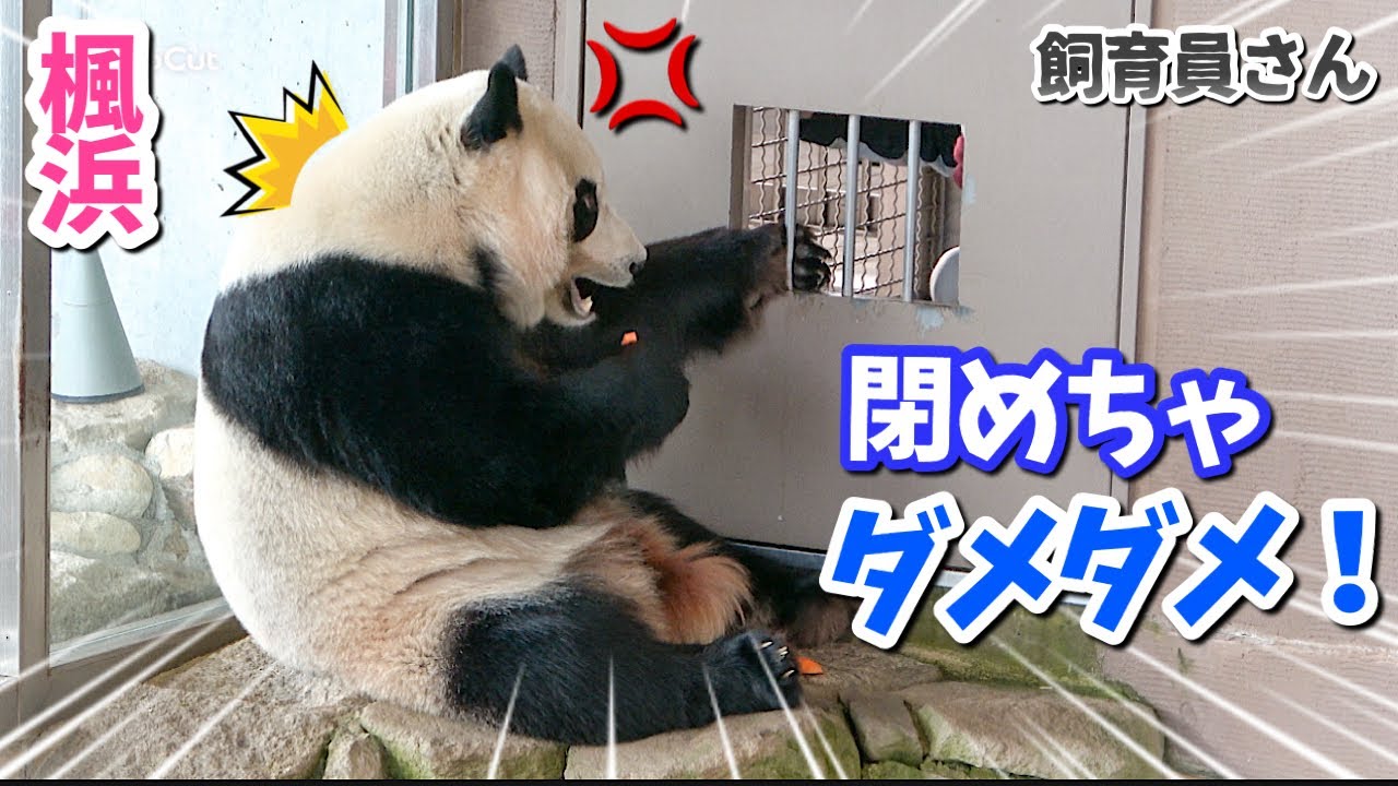 【パンダアイドル楓浜】秒速で小窓をブロック！絶対閉めさせないパワーに笑ったワ🐼