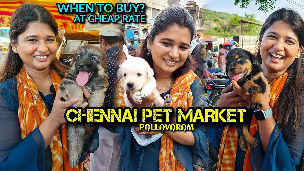 Cheapest pet market | PALLAVARAM Chennai | with Contact details