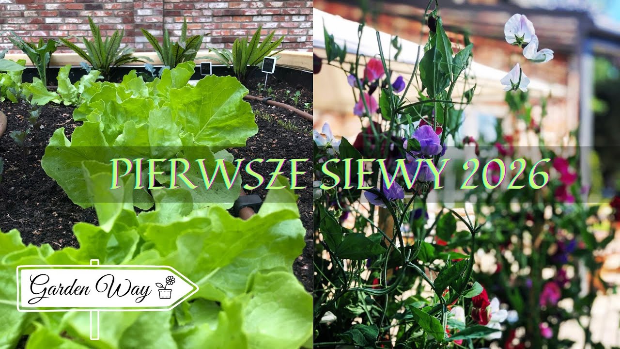 Siew sałaty i groszku pachnącego