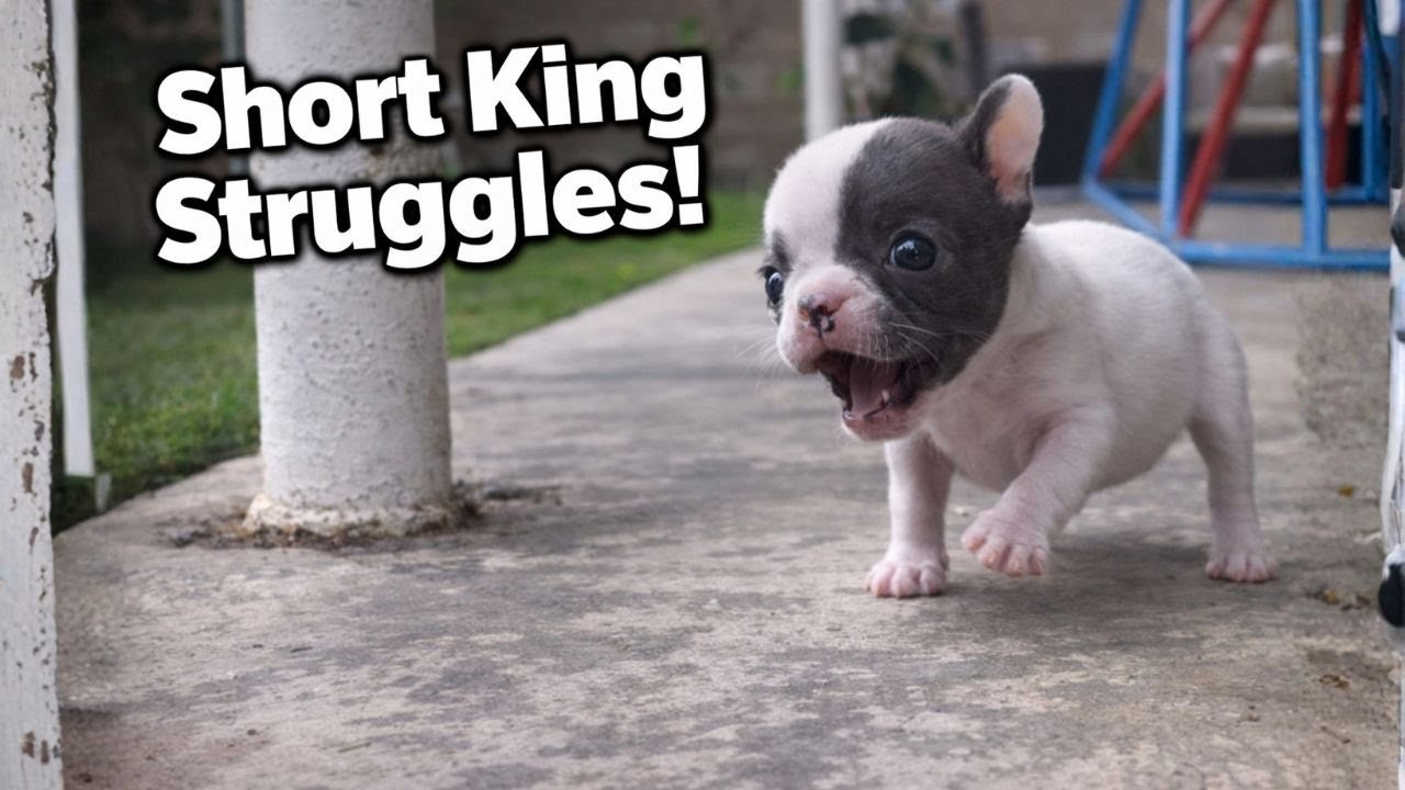 Tiny Frenchie Throws a Fit – These Obstacles Aren’t Made for Short Kings!. Isadora #1