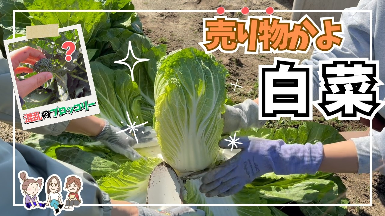 【秋冬野菜】分からないブロッコリーと美しい白菜【図太い現場主義】