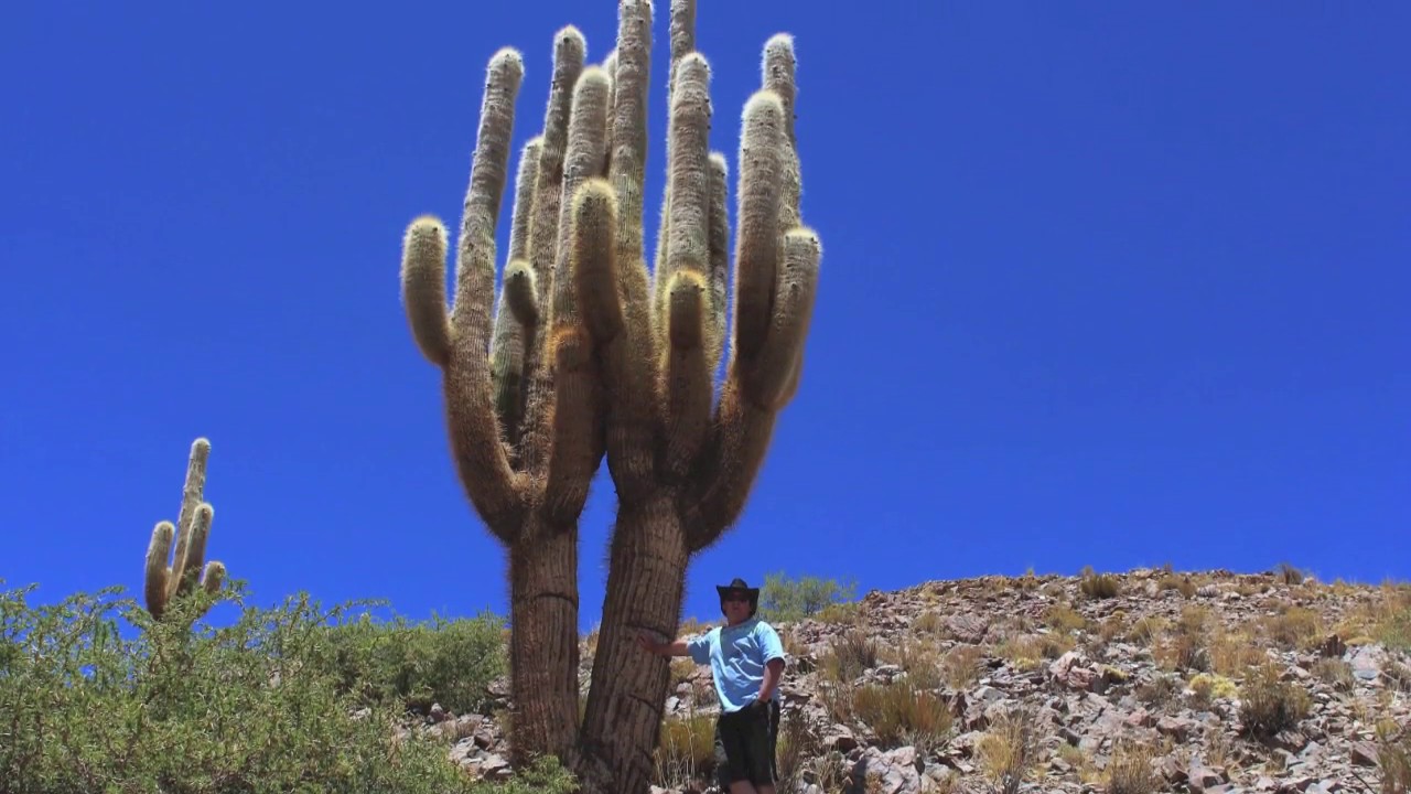 Argentina - Cactus Konstantin UA DP.